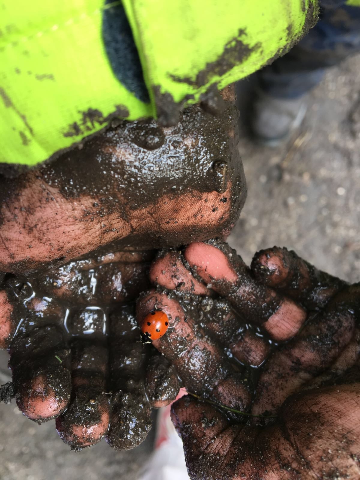 Marienkäfer entdeckt