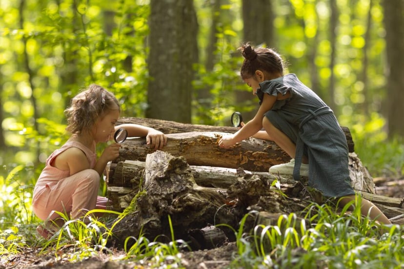 Waldtage am Mittwoch – Lernen, Staunen und Entdecken in der Natur
